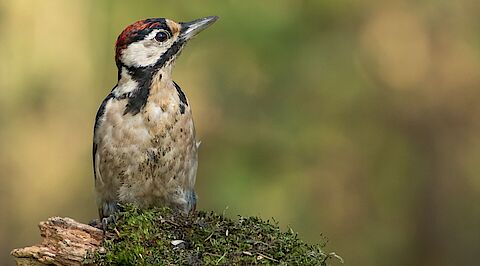 Eikenhof 2 in Heemskerk